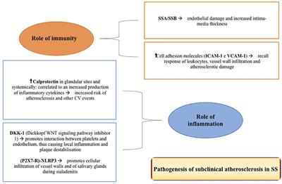 Cardiovascular Involvement in Sjögren’s Syndrome